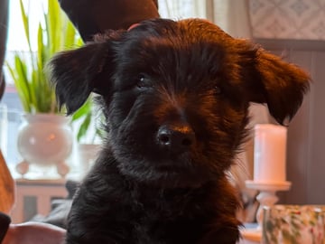 Kennel Fairsky’s