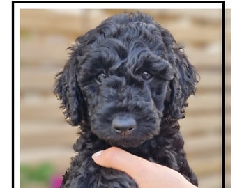 Double Doodle · Borås · Smith Labradoodles