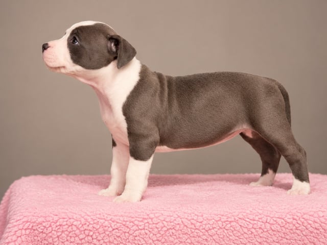 American staffordshire terrier