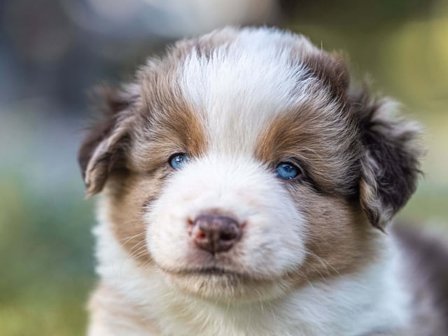 Miniature American Shepherd