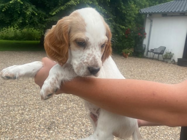 Engelsk setter
