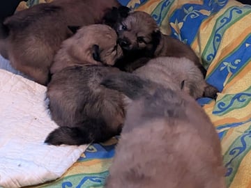 Tysk Spids – Mittelspitz · Luleå · Dålakungens kennel