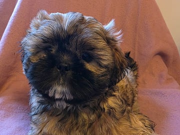 Shitzu/lhasa · Nykroppa · Karin A.