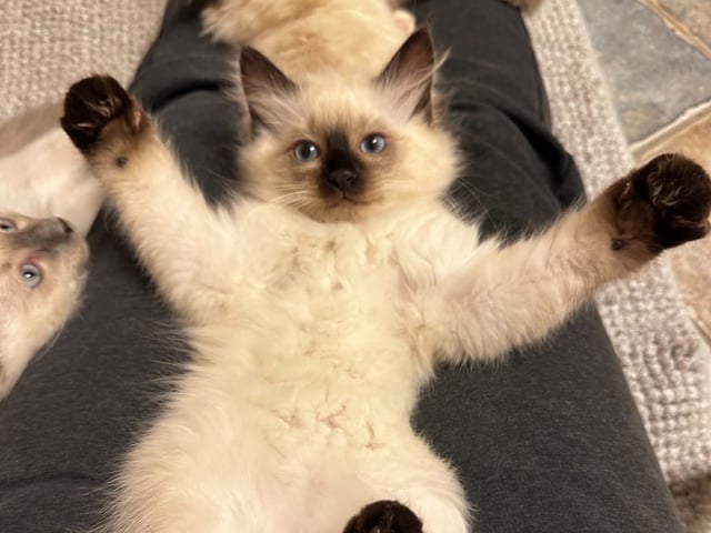 Ragdoll (utan stamtavla) · Vadstena · Skåningstorp