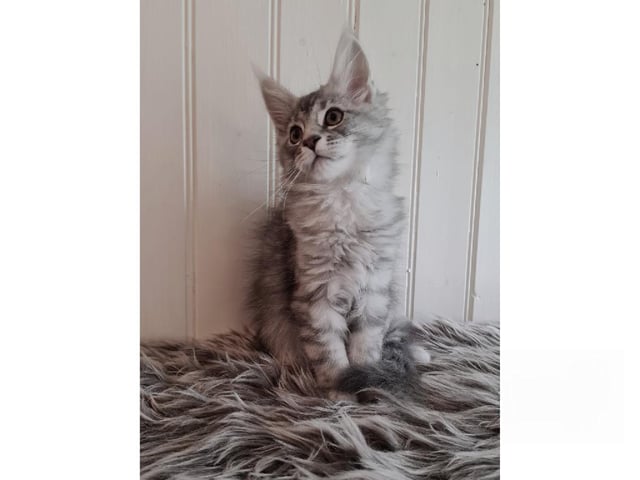 Maine Coon