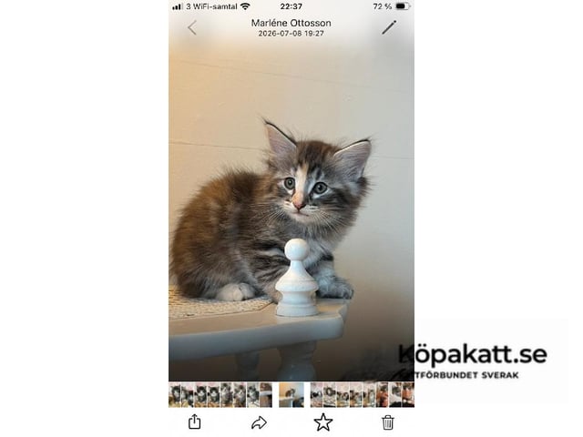 Norsk skovkat
