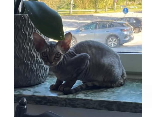 Devon Rex