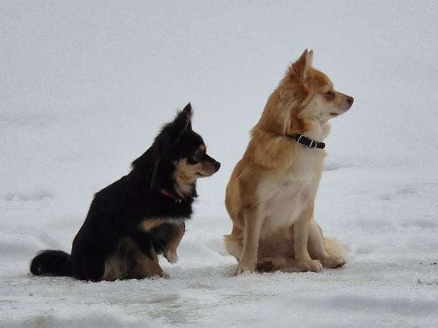 Pomchi · Arendal · Hanna B.