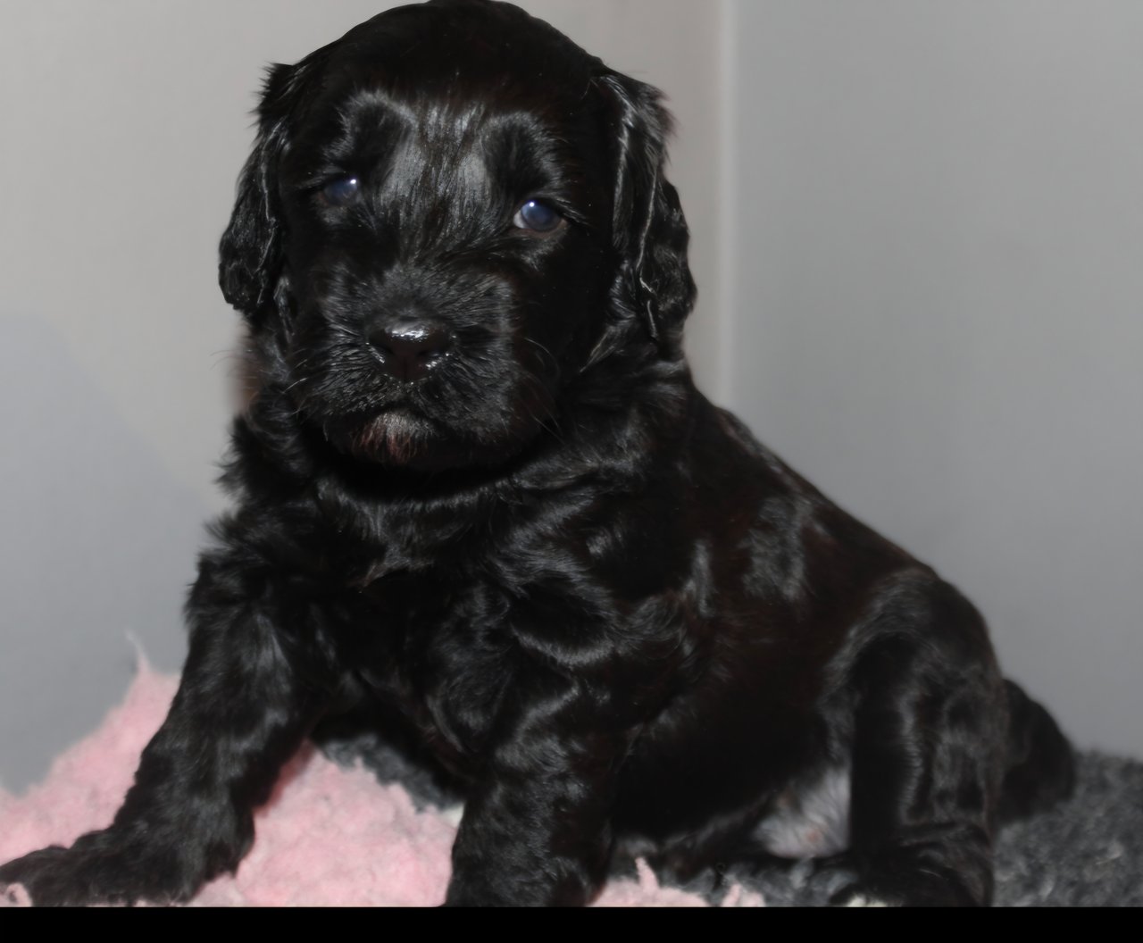 Dalkullas labradoodle