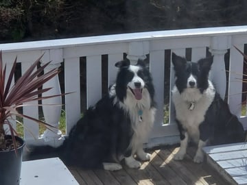Border collie · Hjørungavåg · Tor Atle Valderhaug