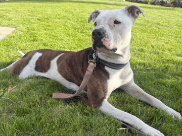 American bully · Gävle · Evelina B.