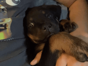 Rottweiler · Oslo · Ayan K.
