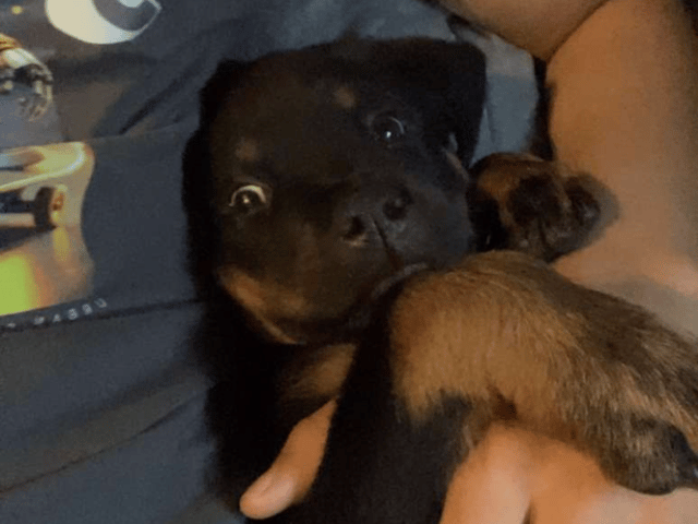 Rottweiler · Oslo · Ayan K.