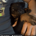 Rottweiler