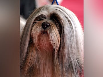 Lhasa apso