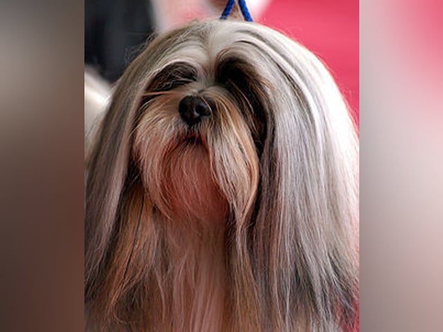 Lhasa apso
