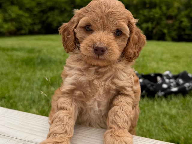 Cockerpoo