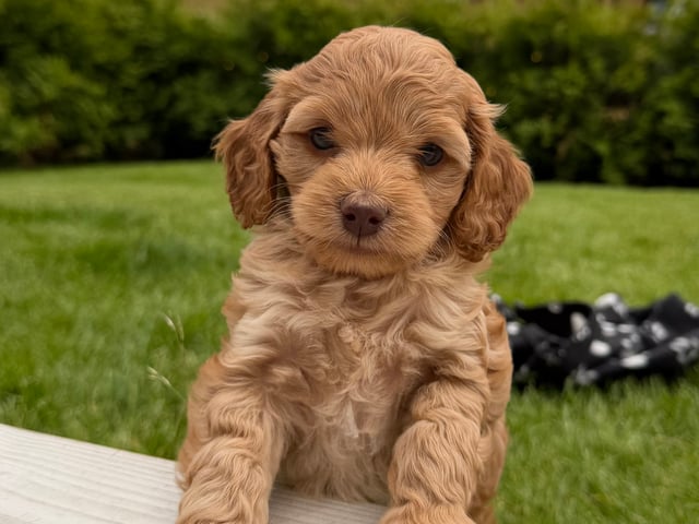 Cockerpoo
