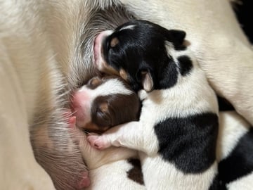 Danish Swedish Farmdog · Hemsedal · Kristin Lysne Larsen