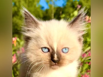Fluffssons