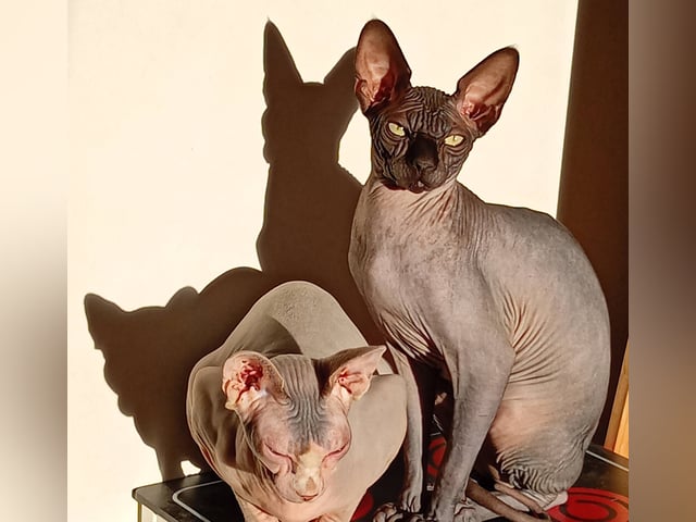 Sphynx
