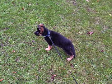 Schäferhund · Linköping · Kevin S.