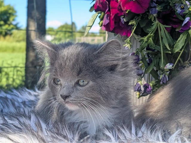 kattunge: Hane 1