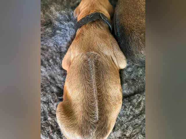 Rhodesian ridgeback