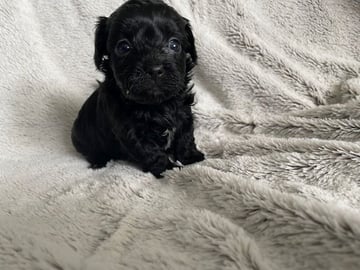 Pixie