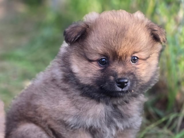 Puppy: Dålakungens Drottning Christina