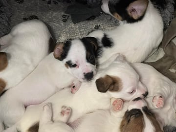 Limelight Kennels