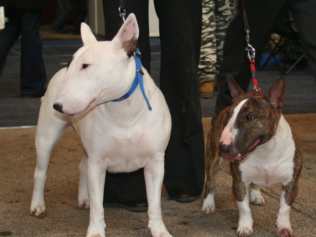 Miniature Bull Terrier
