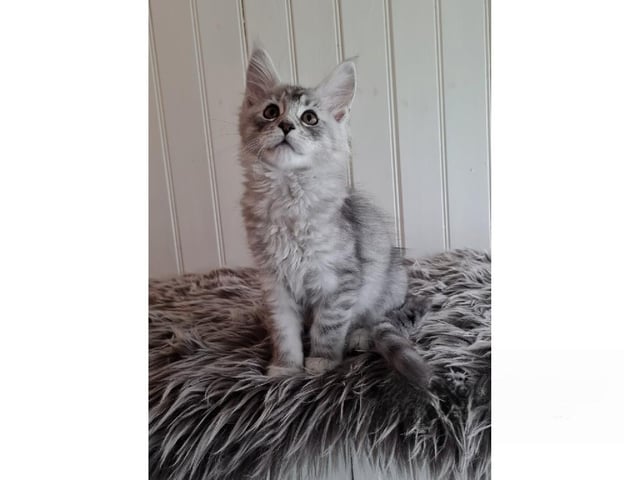 Maine Coon