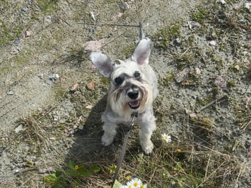 Encalnas' Kennel