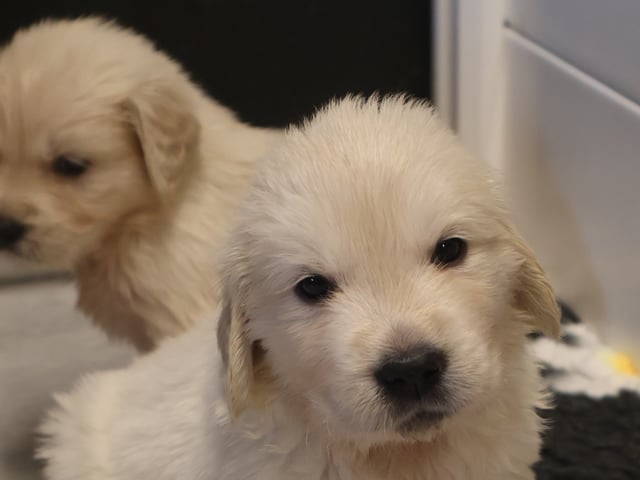 Golden retriever