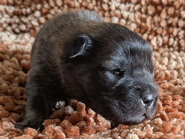 Shar pei