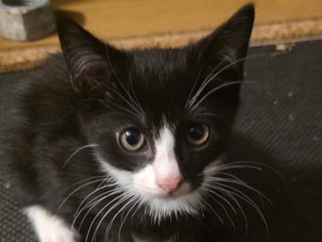 Mamman  är tredje generation Sokoke katt pappan är Tuxedo katt · Malmö · Mohamed A.