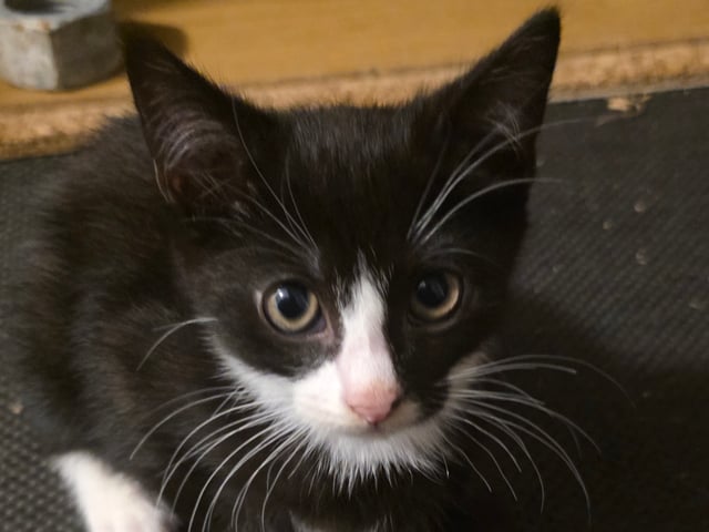 Mamman  är tredje generation Sokoke katt pappan är Tuxedo katt · Malmö · Mohamed A.