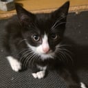 Mamman  är tredje generation Sokoke katt pappan är Tuxedo katt