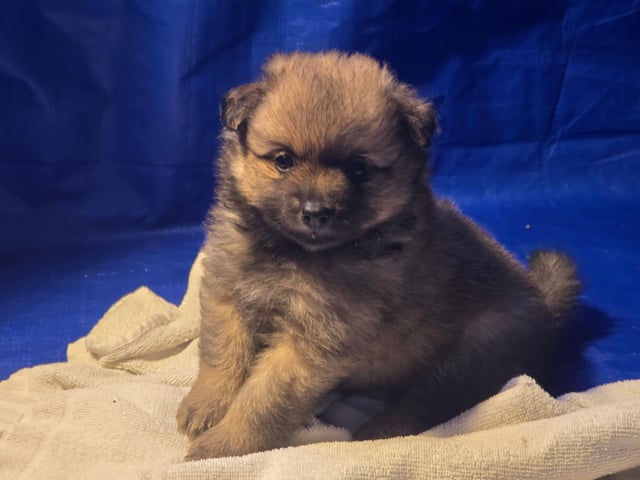 German Spitz – Mittelspitz · Luleå · Dålakungens kennel