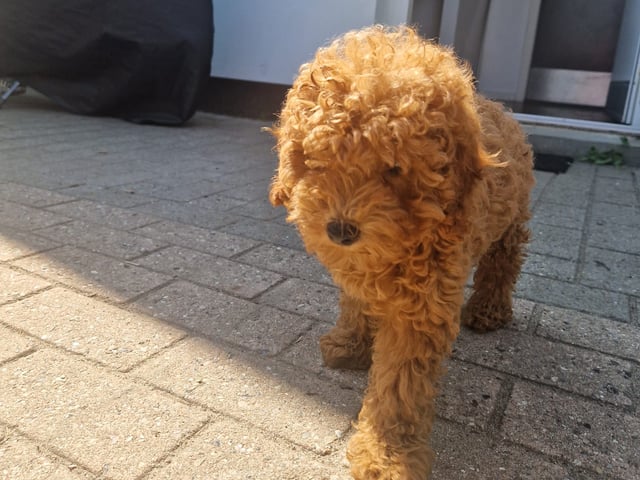 Toypuddel