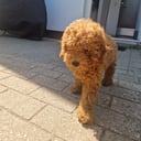 Toypuddel