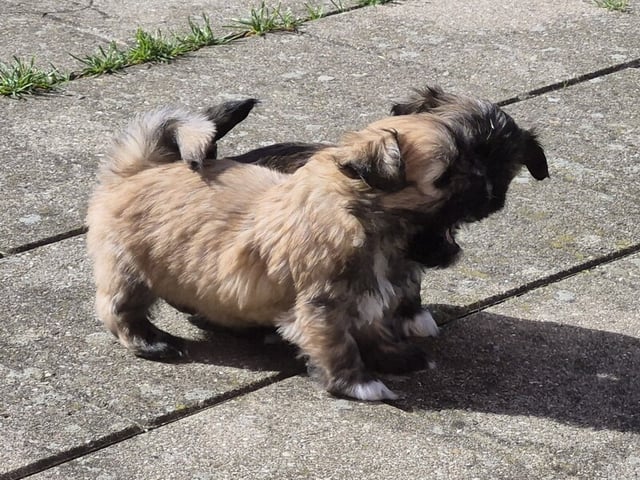 Lhasa apso