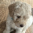Multigenerations Labradoodle