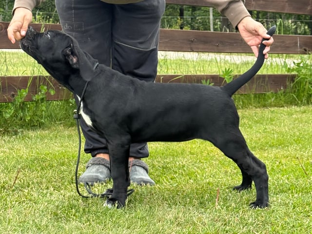 Cane Corso