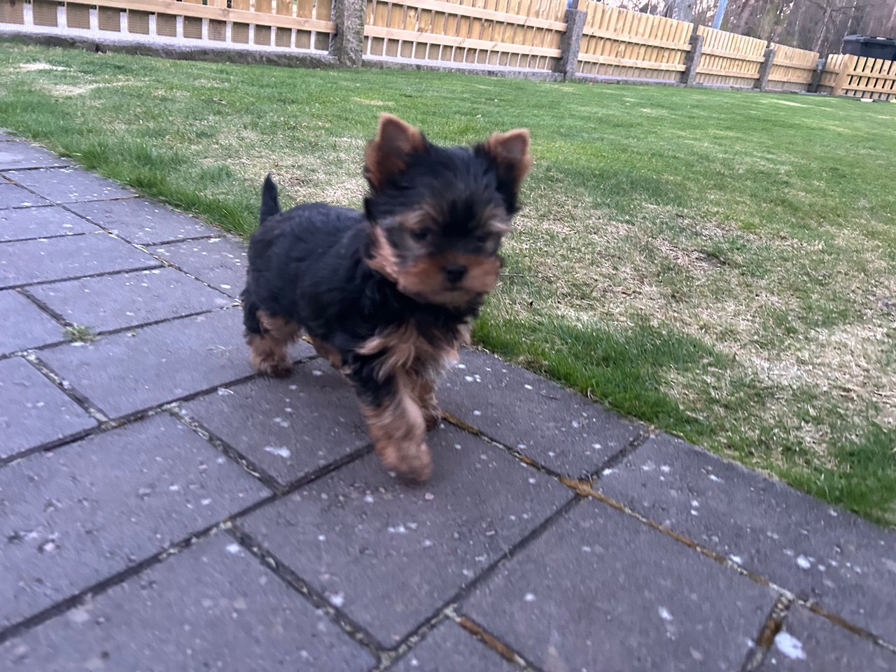 Mount Yorkie
