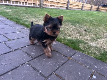 Mount Yorkie