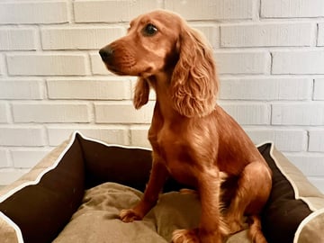 Cocker spaniel mor Cocker spaniel far · Råde · Mariela Mitrikova