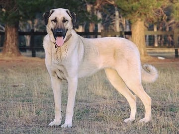 Kangal hyrdehund