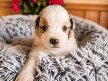 Emterborns